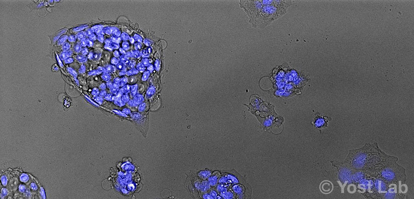 pluripotent stem cells